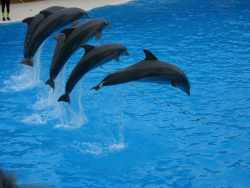 Delphine bei einer Show im Delphinarium des Loro Parque