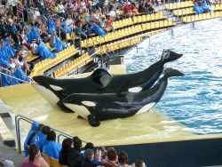 Walshow im Loro Parque